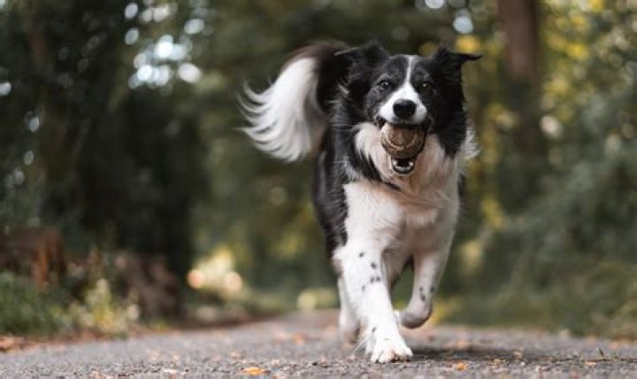Is a dog licking you unsanitary?