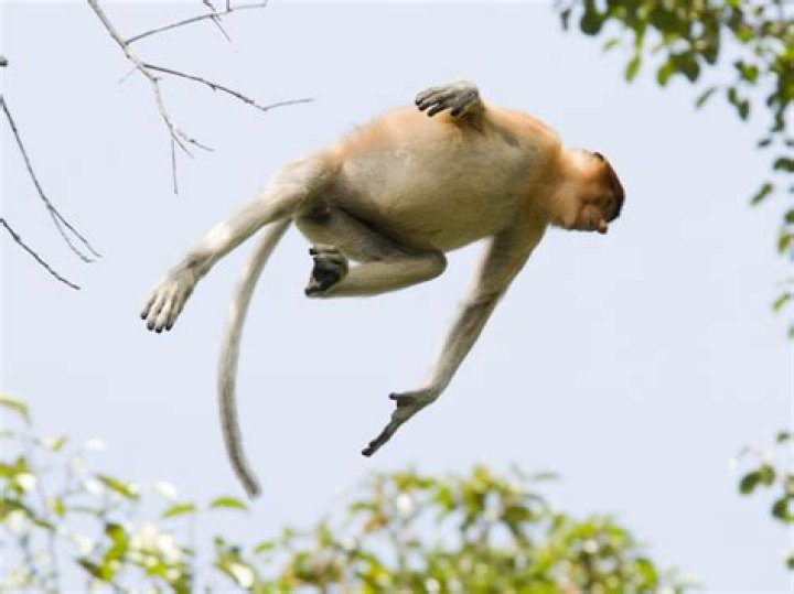 Is a flying monkey real?