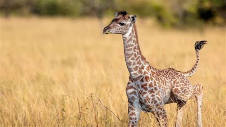 Is a giraffe an endangered species?