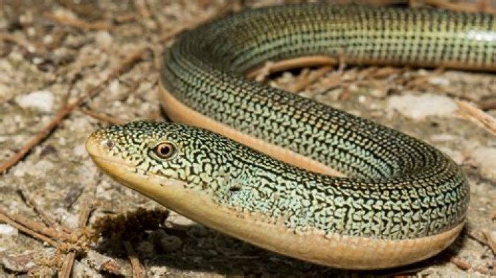 Is a glass lizard a snake or lizard?