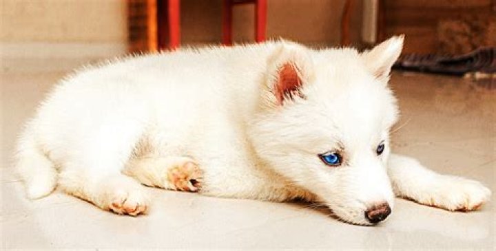Is a Husky a good inside dog?