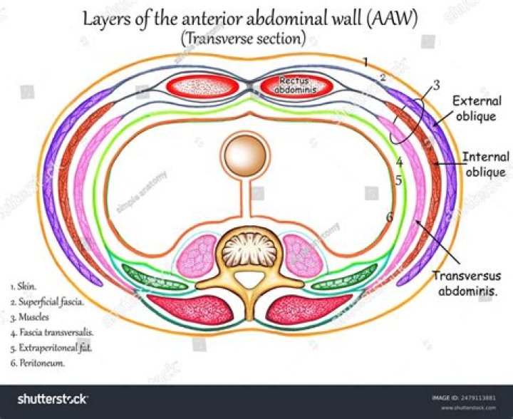 Is a membrane that covers the entire abdominal wall?