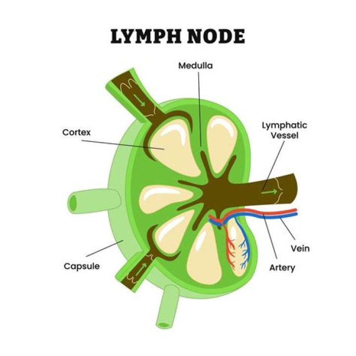 Is a node A lymph node?
