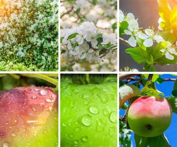 Is a picked apple alive?