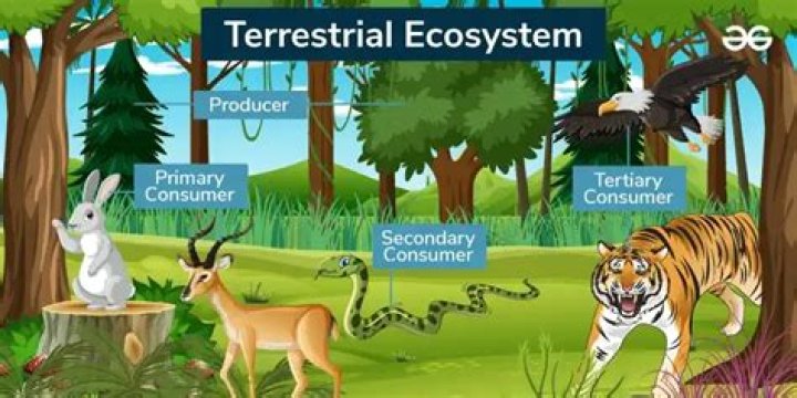 Is a pond considered a terrestrial ecosystem?
