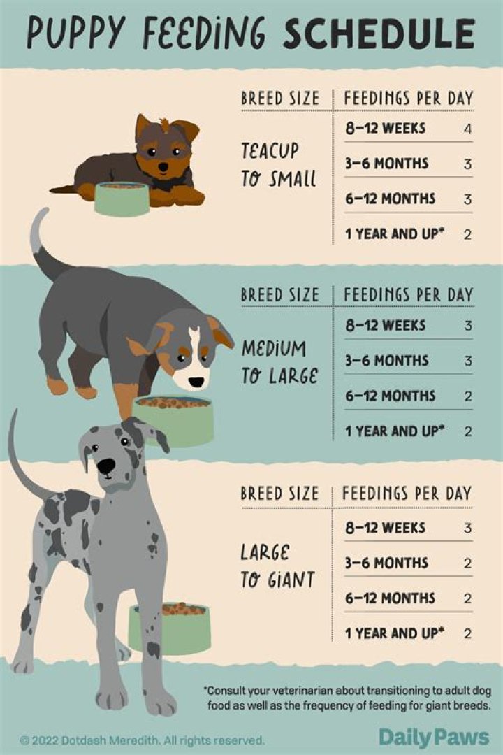 Is a puppy good practice for a baby?