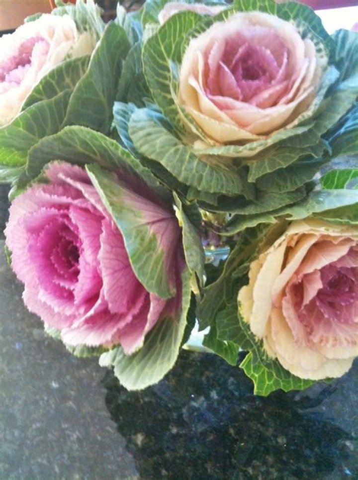 Is a Rose a cabbage?