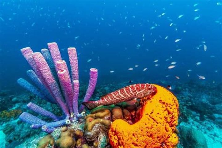 Is a sponge a carnivore?
