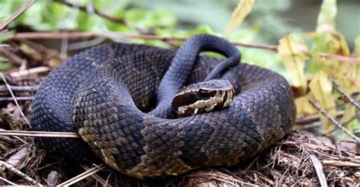 Is a water moccasin the same as a cottonmouth?