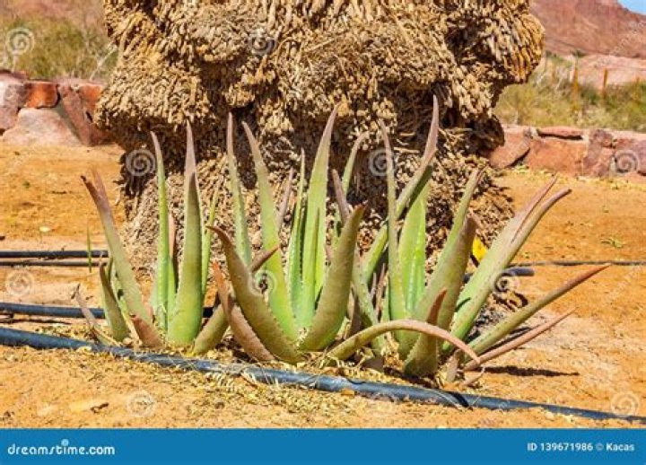Is Aloe a desert plant?