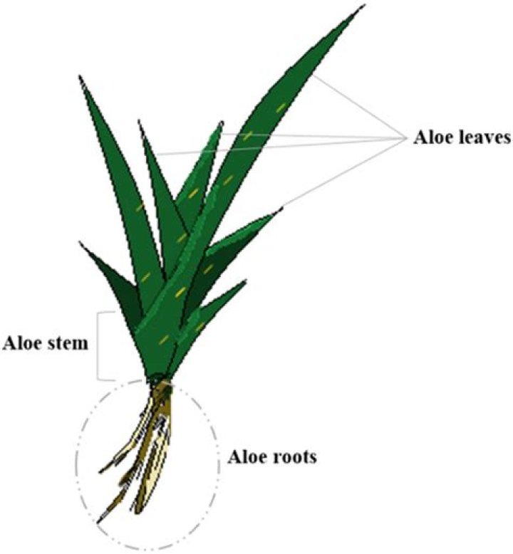 Is aloe vera gel the same as the plant?