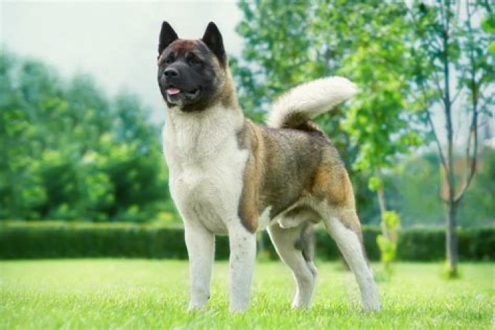 Is an Akita on the dangerous dogs list?