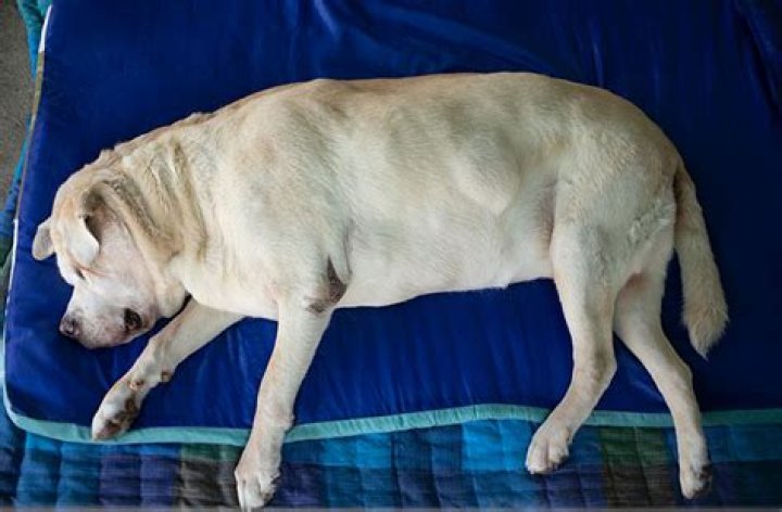 Is arthritis common in Labradors?