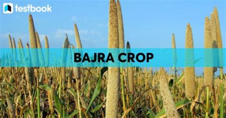 Is Bajra a fodder crop?
