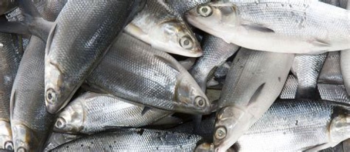 Is Bangus freshwater fish?
