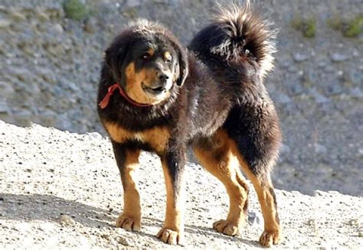 Is Bhutia a good dog?