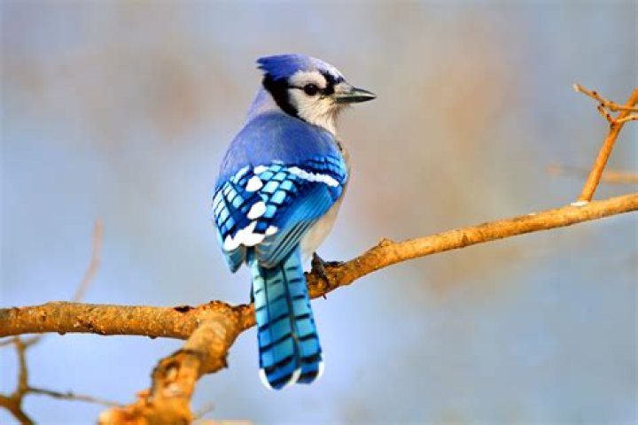 Is blue jay found in India?