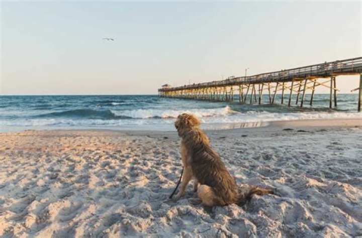 Is Butler Beach Dog Friendly?