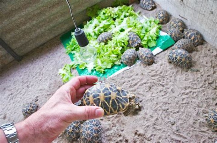 Is buying a tortoise illegal in India?