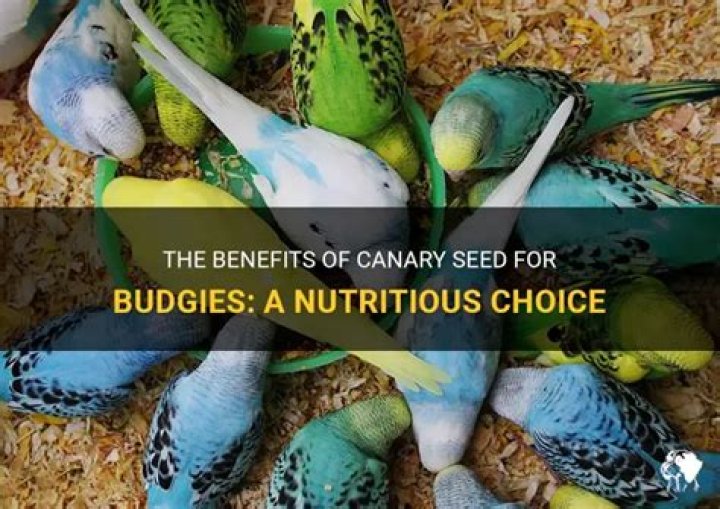 Is canary seed good for budgies?