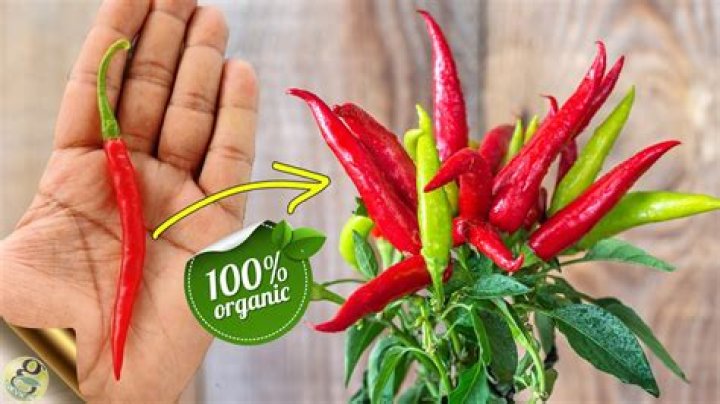 Is capsicum a chilli?