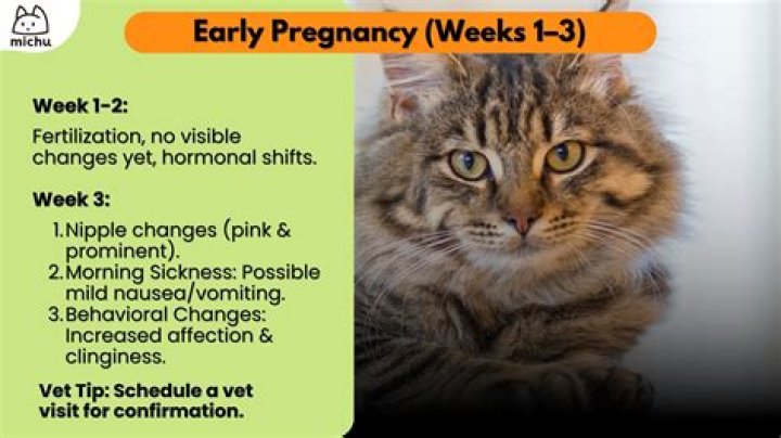 Is cat really pregnant with Spencer's baby?
