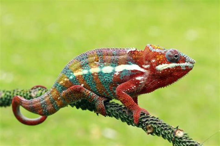 Is Chameleon a poisonous reptile?