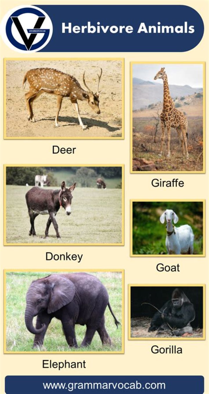 Is Coral a herbivore?
