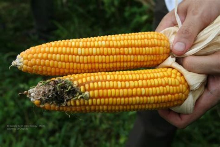 Is corn from Argentina GMO?