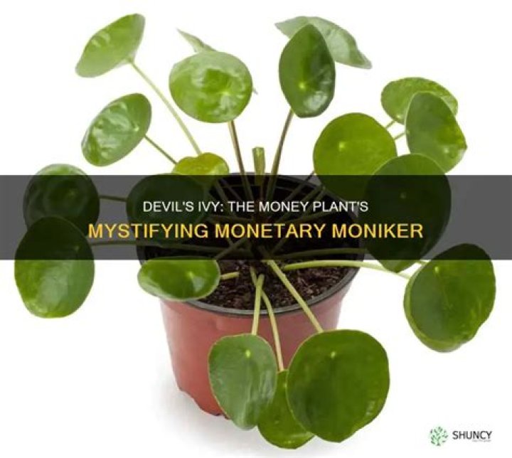 Is Devils Ivy a money plant?
