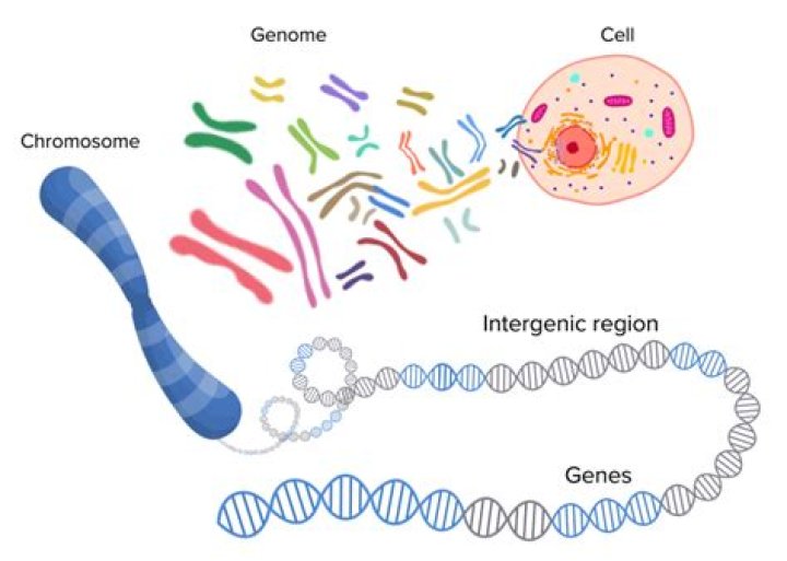 Is DNA smaller than a gene?