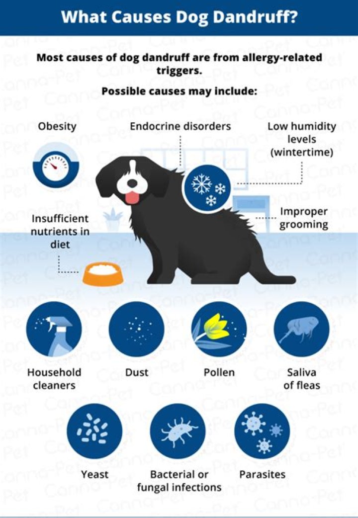 Is dog dandruff contagious to humans?