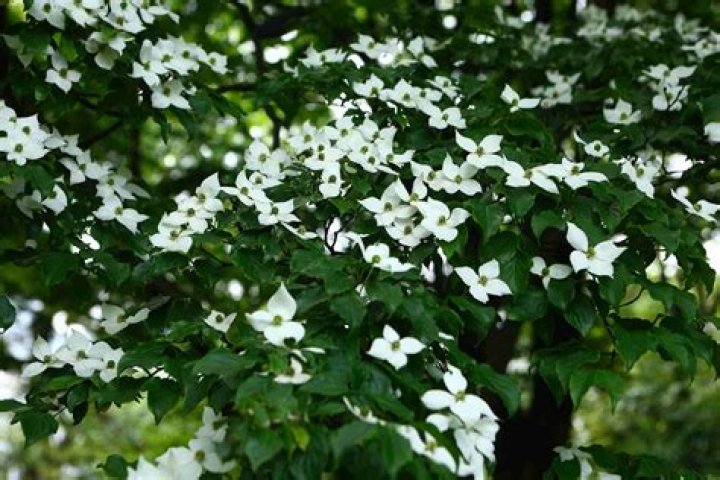 Is Dogwood poisonous to animals?