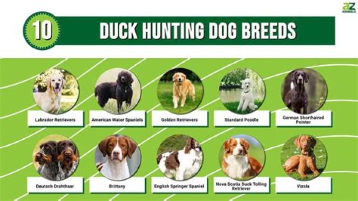 Is Duck Head good for dogs?