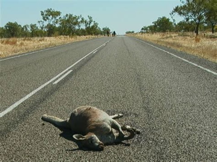 Is eating roadkill in Australia illegal?