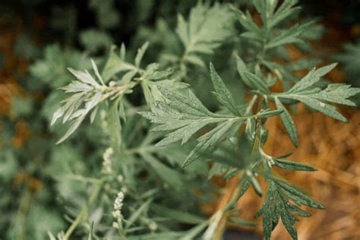 Is Estafiate and mugwort the same thing?