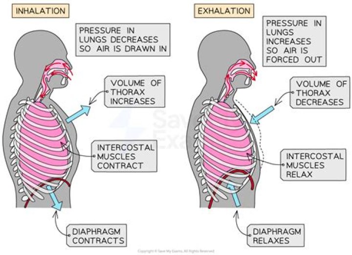 Is exhaled breath acidic or basic?