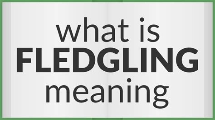 Is fledging a word?