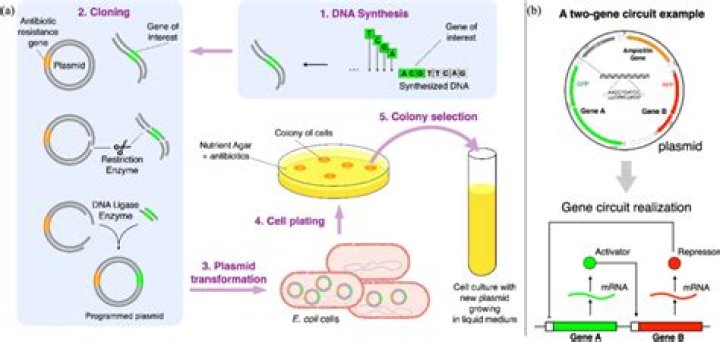 Is genetic engineering a natural process?