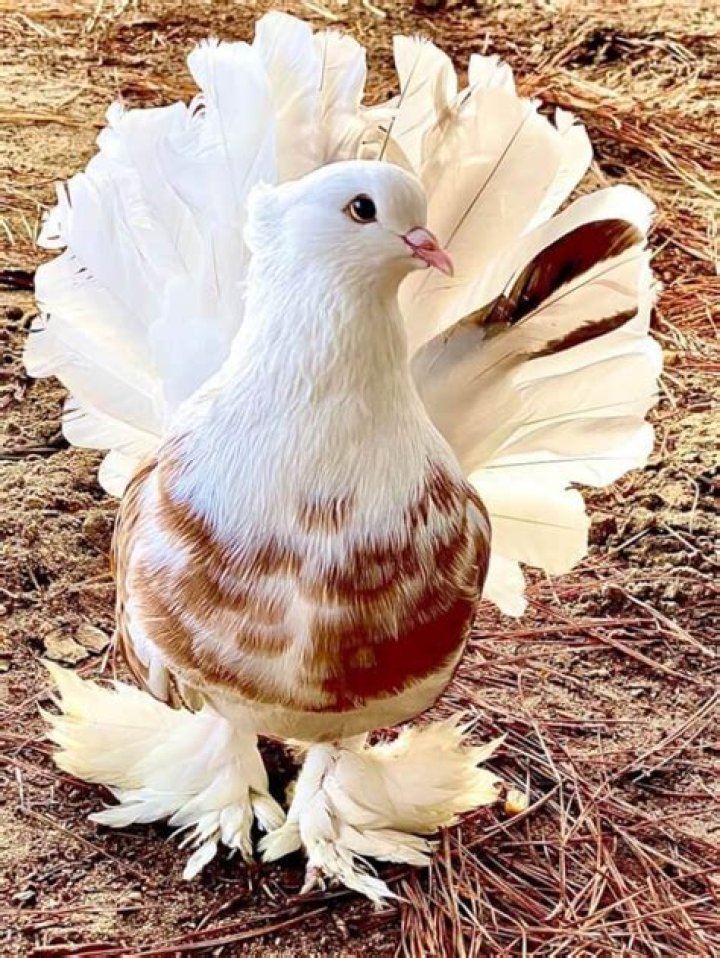 Is Ginger good for pigeons?