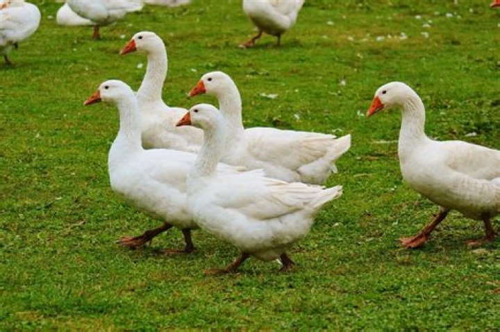 Is Gladstone Gander a goose?