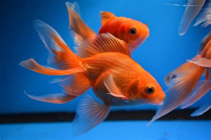 Is Goldfish A marine fish?