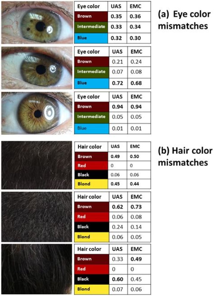 Is hair color a phenotype?