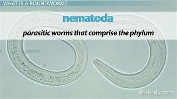 Is heartworm the same as roundworm?
