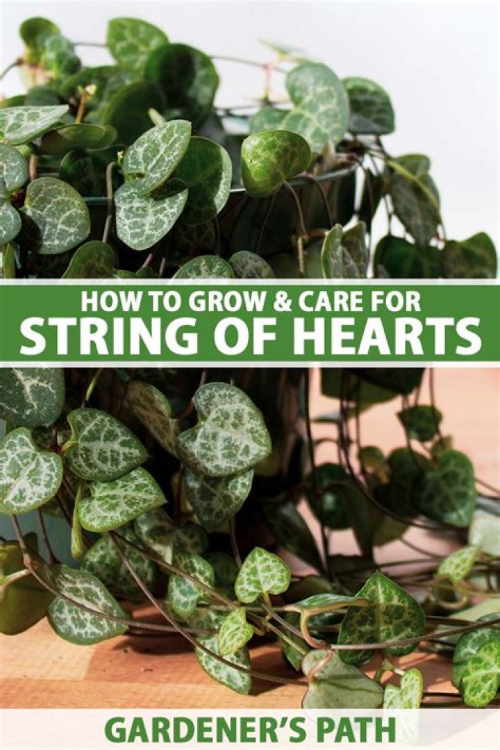 Is humidity bad for String of Hearts?