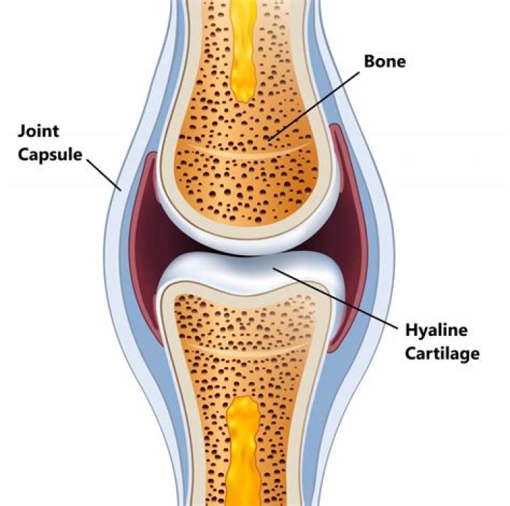 Is hyaline and articular cartilage the same thing?