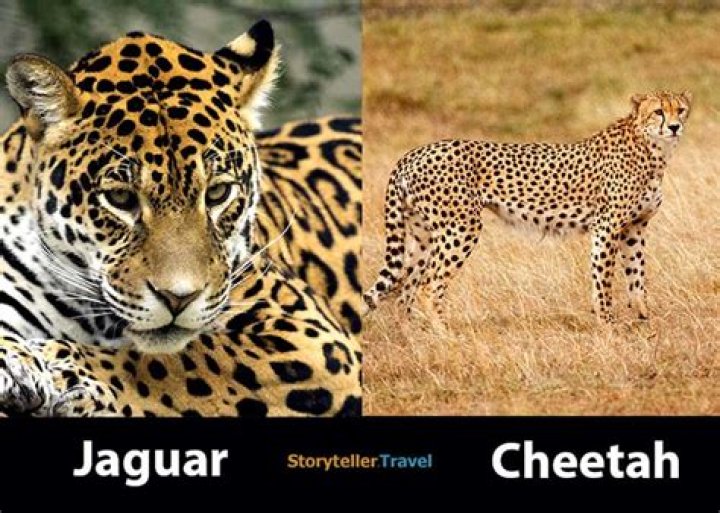 Is it a cheetah or jaguar in Tarzan?