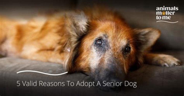 Is it bad to adopt a senior dog?