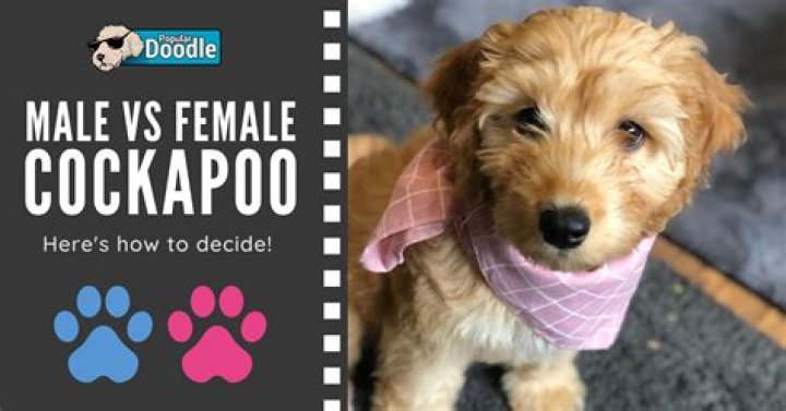 Is it better to have a male or female cockapoo?