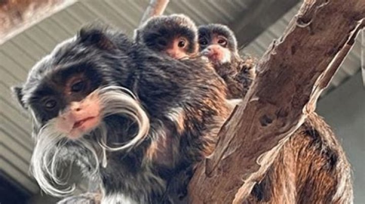Is it illegal to adopt a pet monkey?
